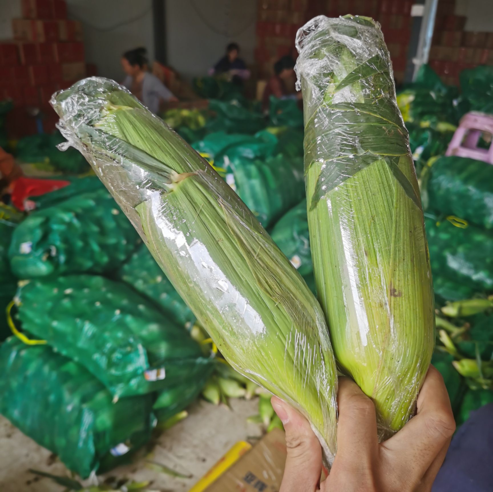 云南水果玉米新鲜甜玉米大量现货玉米棒10斤包邮