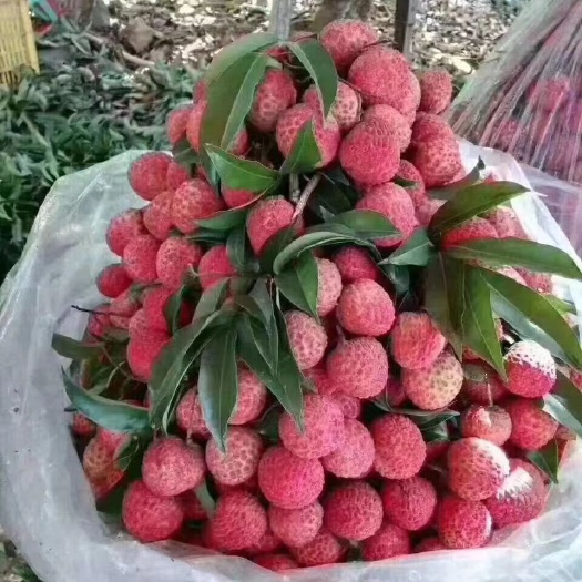 深圳糯米糍荔枝新鲜个大核小广东深圳直发支持一件代发批发零售