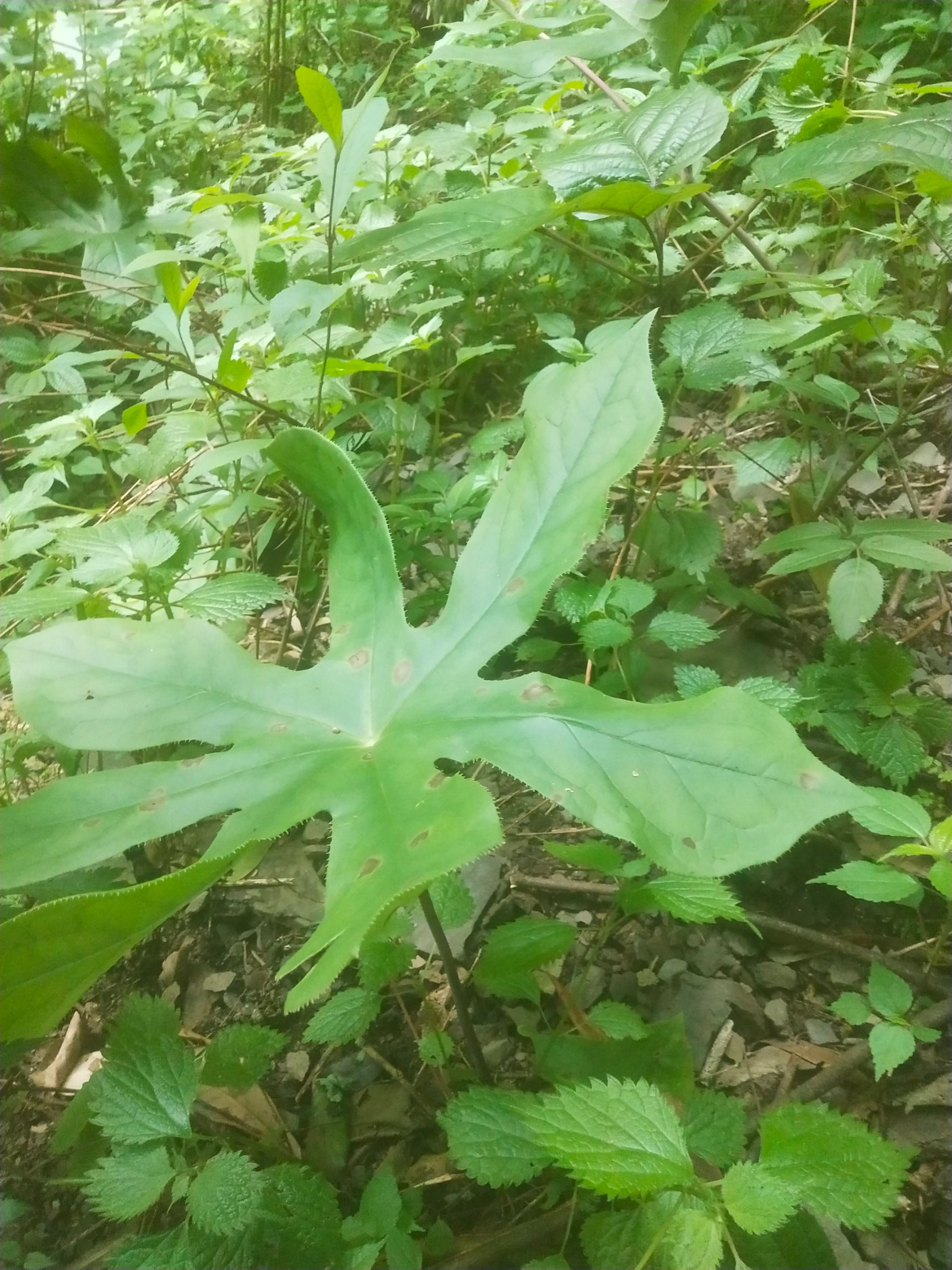 也生八角莲，纯也生货鲜货，大，小苗统货