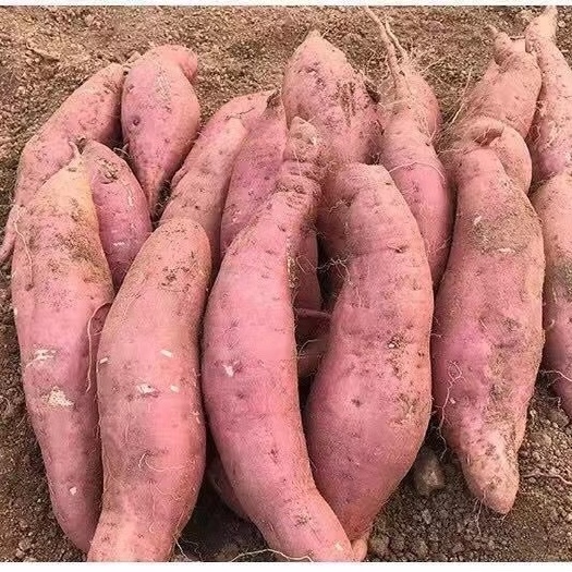 昆明黄心红薯  【优惠包邮】红蜜薯甜无丝，低脂活一件代发
