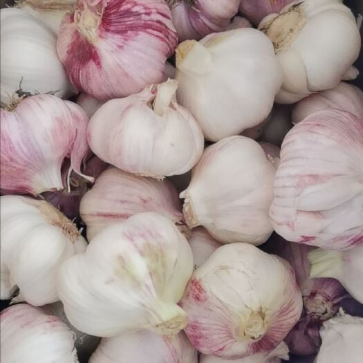 巨鹿县红皮蒜  红皮大蒜，特大个头