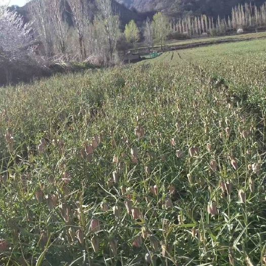 巩留县新疆山地土产贝母，伊贝母量大从优，有需要联系