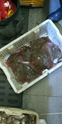 乌鳢 老板鱼鲜货