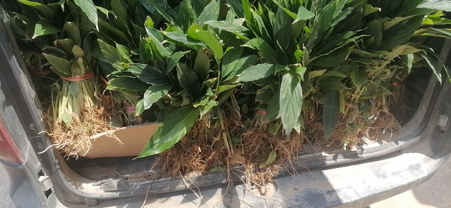 草果苗 独本苗 0.5米以下