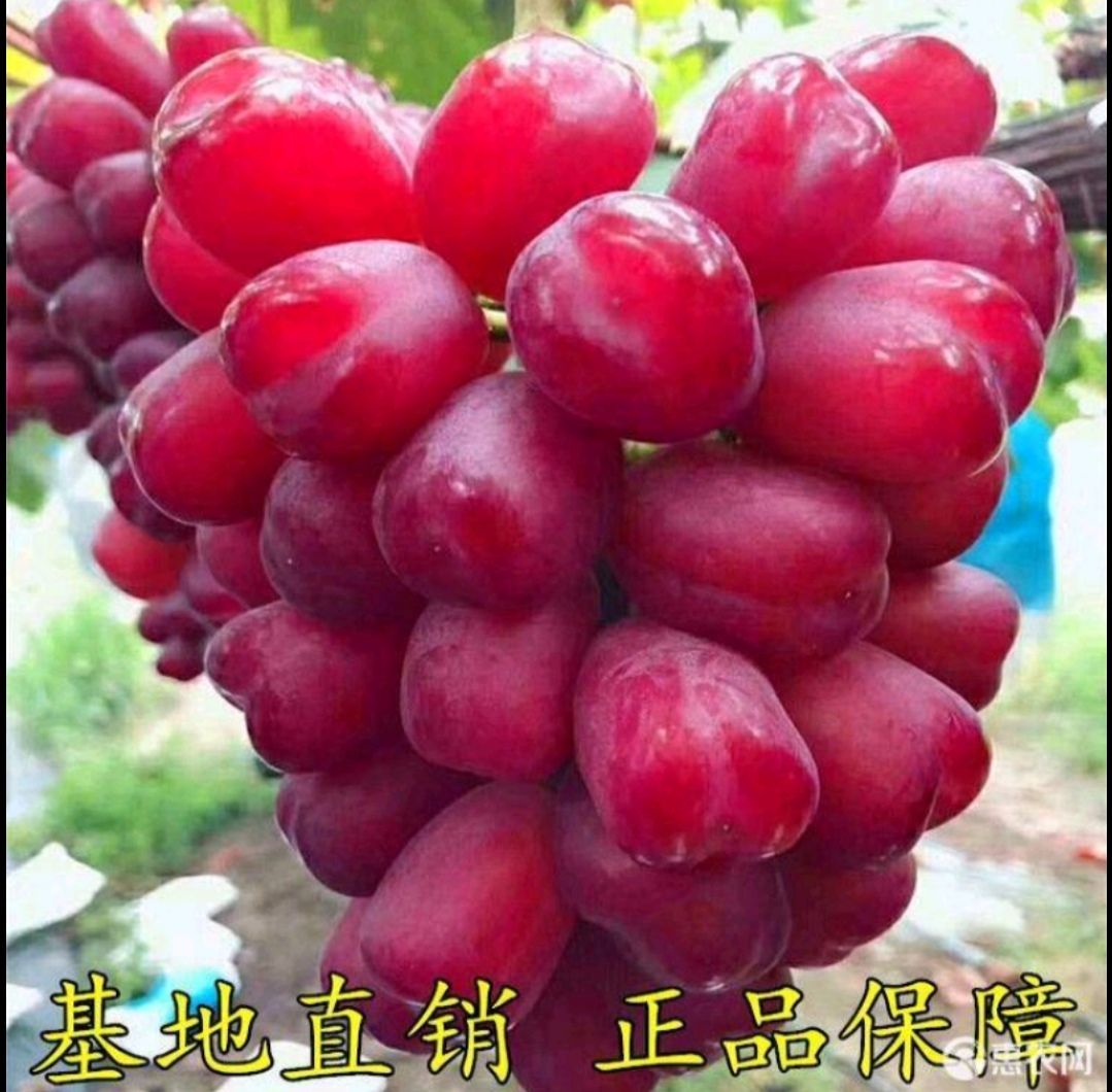 浪漫红颜葡萄苗，葡萄苗新品上市基地直销现挖现卖保证质量