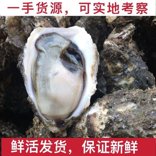 饶平县牡蛎 潮州生蚝 鲜活生蚝肥度好 个头均匀全国可发量大价格从优