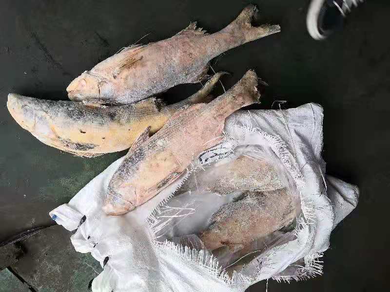 印尼马友鱼大量批发，适合加工饭堂用。