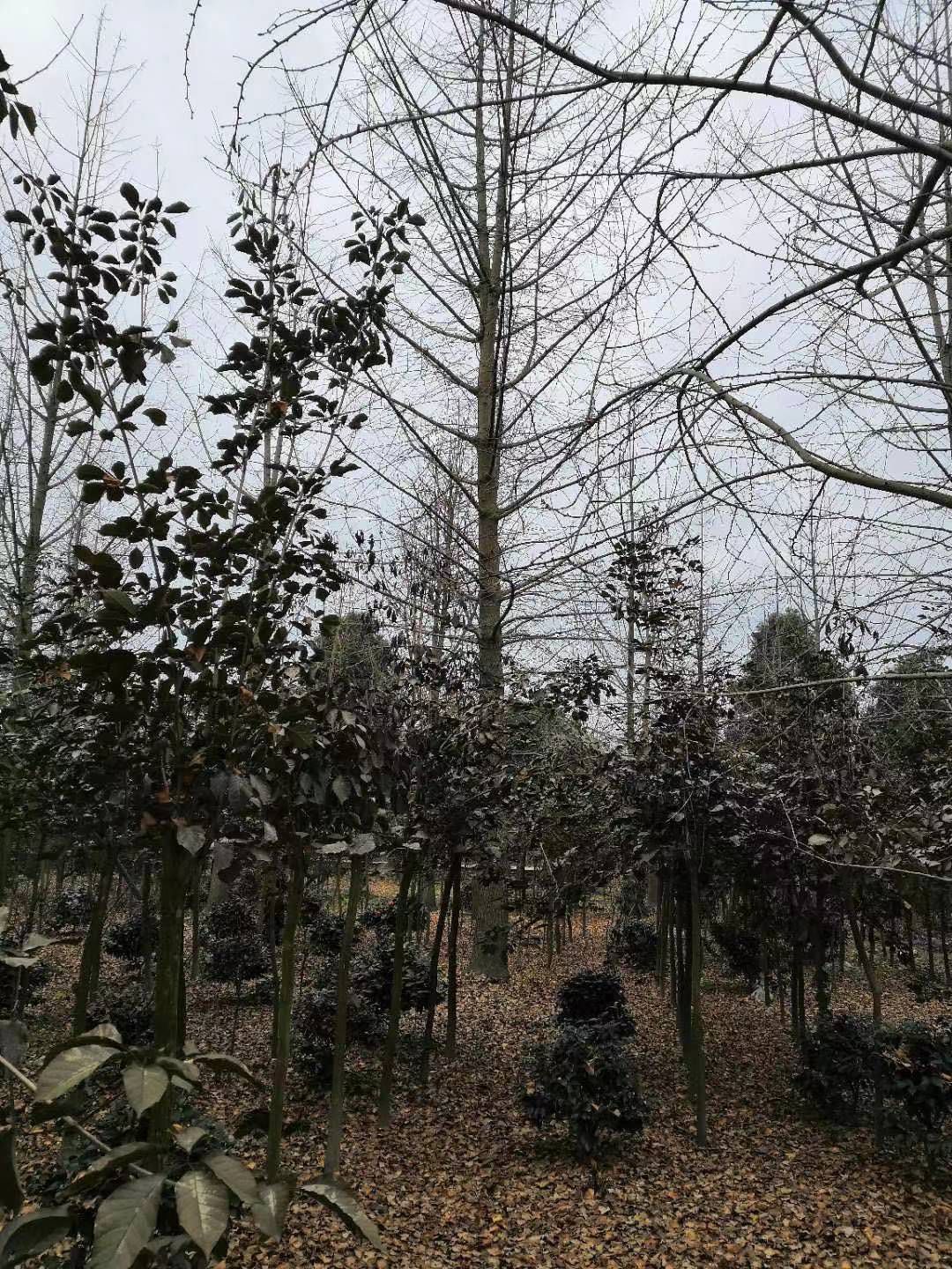 银杏树  银杏