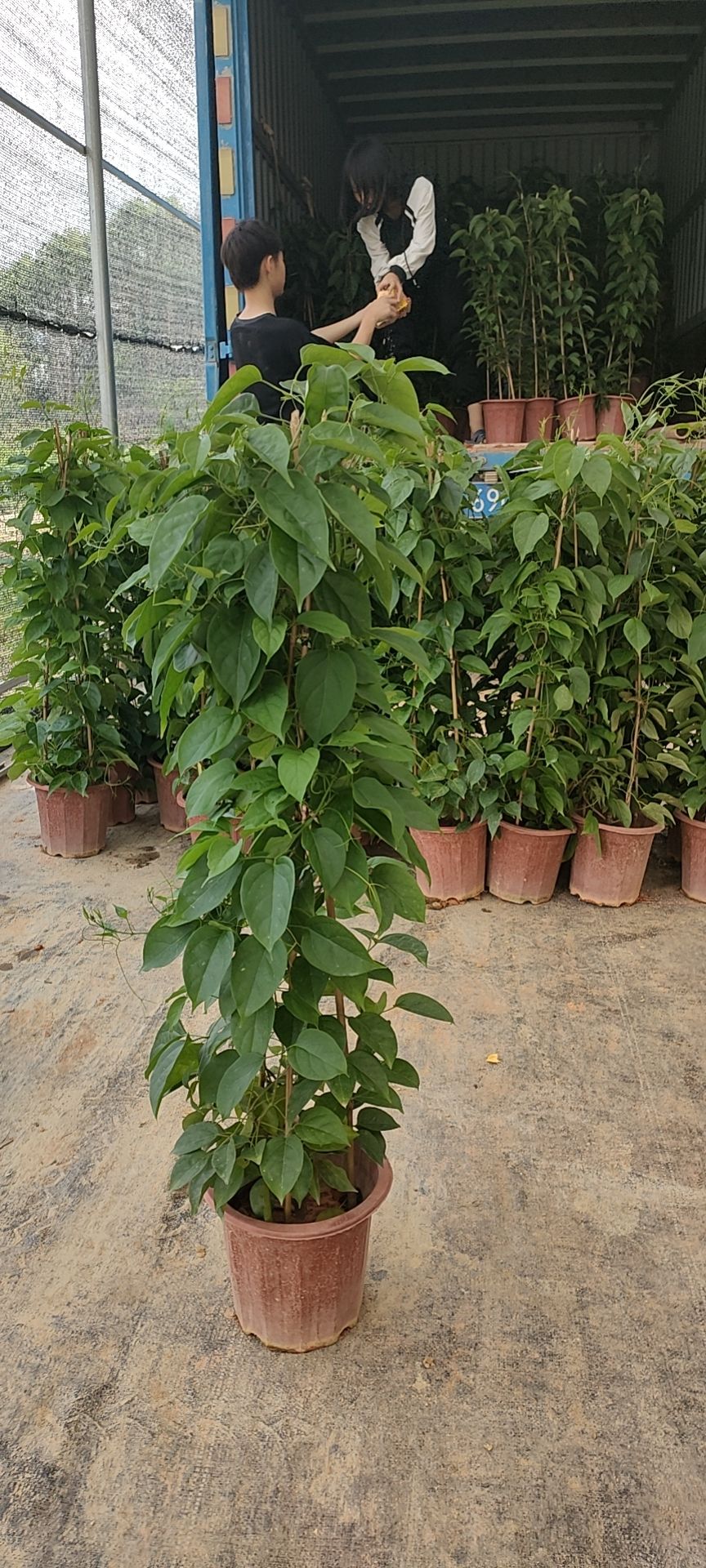 炮仗花