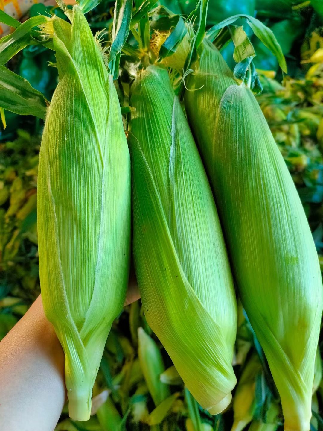 云南水果玉米新鲜甜玉米大量现货玉米棒10斤包邮