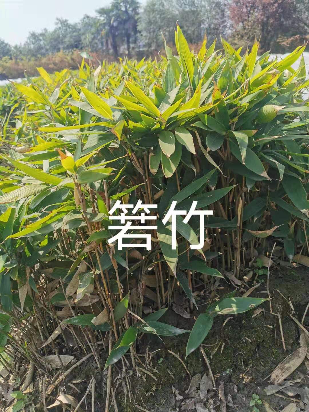  箬竹