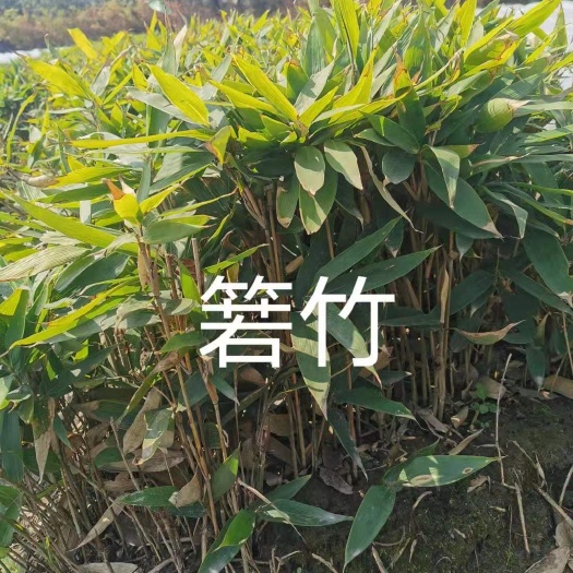 杭州 箬竹