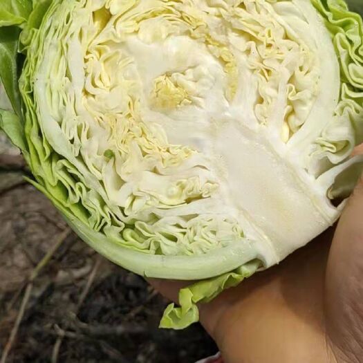 石阡县铁头包菜