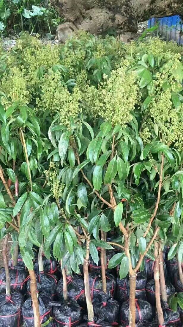 桂味荔枝苗 桂味荔枝,正宗嫁接苗,叶色靓丽,皮薄肉多,核小,口感清甜.
