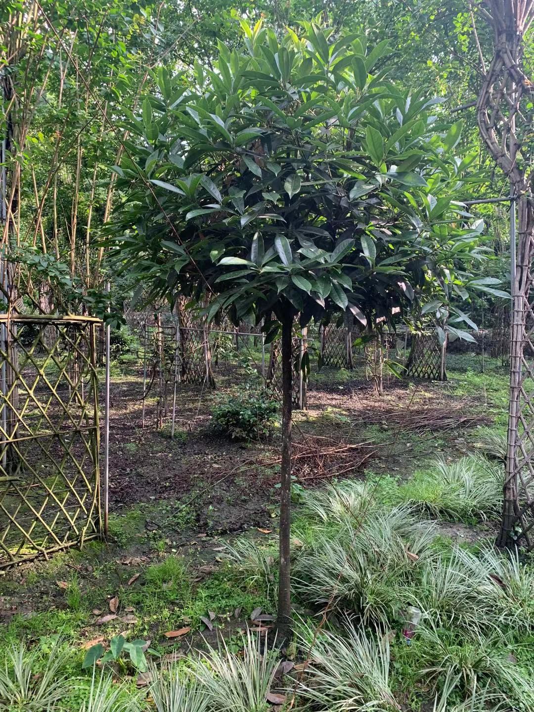 黄金桂花树 桂花