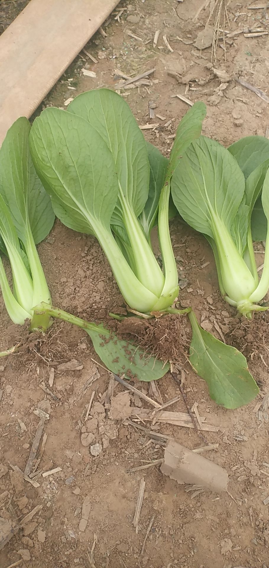 小白菜 精品中科上海青