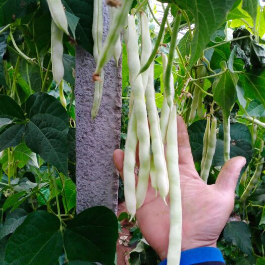 诸城市九粒白芸豆 九粒白，老来少，无丝豆大量上货中日供货十万斤以上。