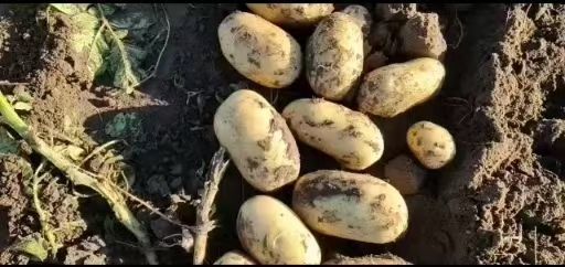 荷兰15  荷兰十五，新土豆，
黄心v7，西深6号，3两以上