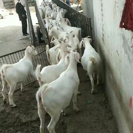 濮阳县 羊