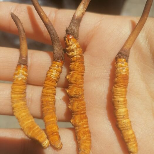 稻城县冬虫夏草 【精选】 2021天然正品头期新鲜虫草正宗藏区虫草