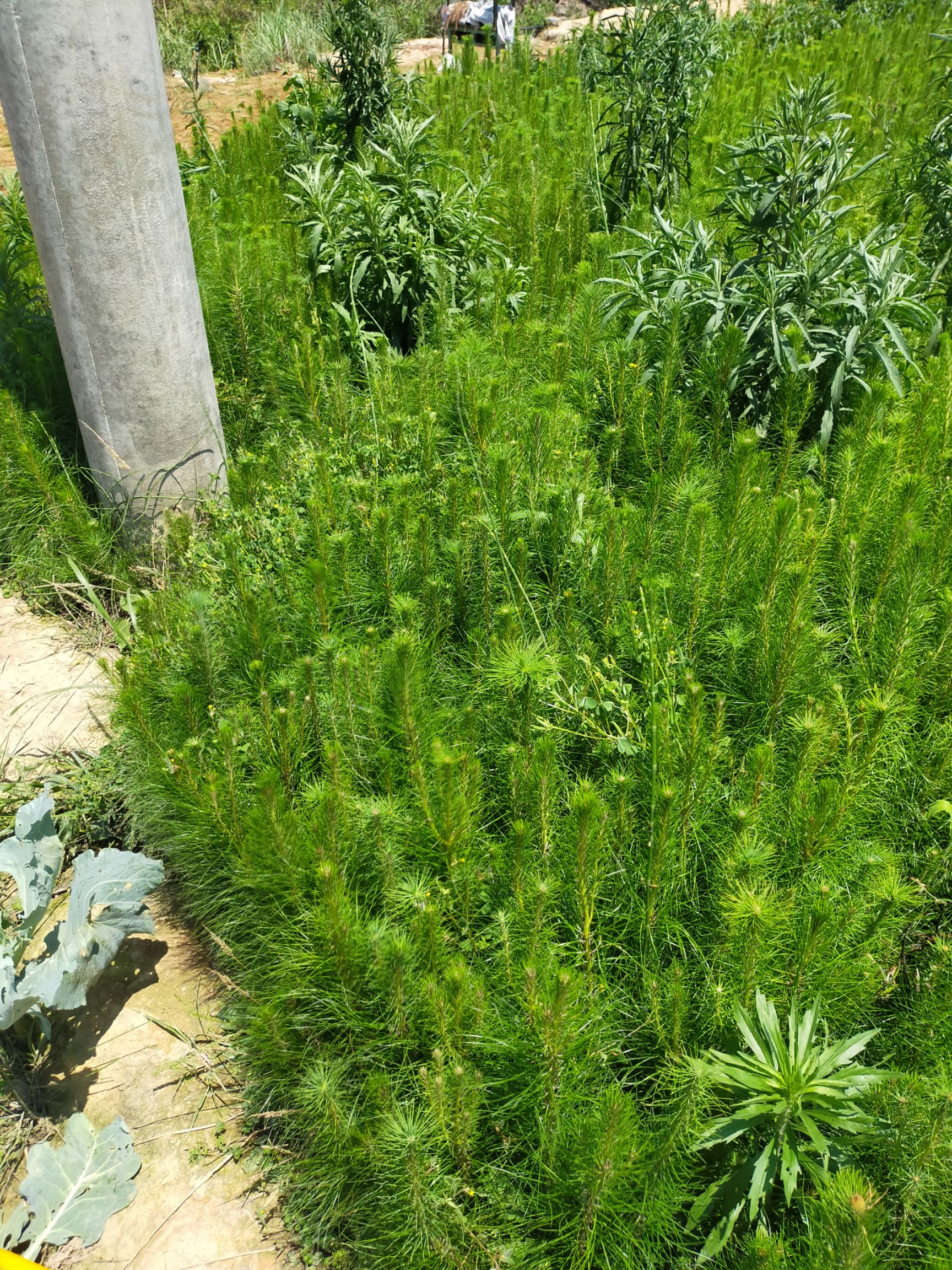 马尾松苗出售，诚信经营用心至上，欢迎各位老板来电咨询，谢谢。