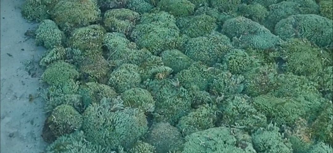 汉阴县 大量供应青苔白发鲜