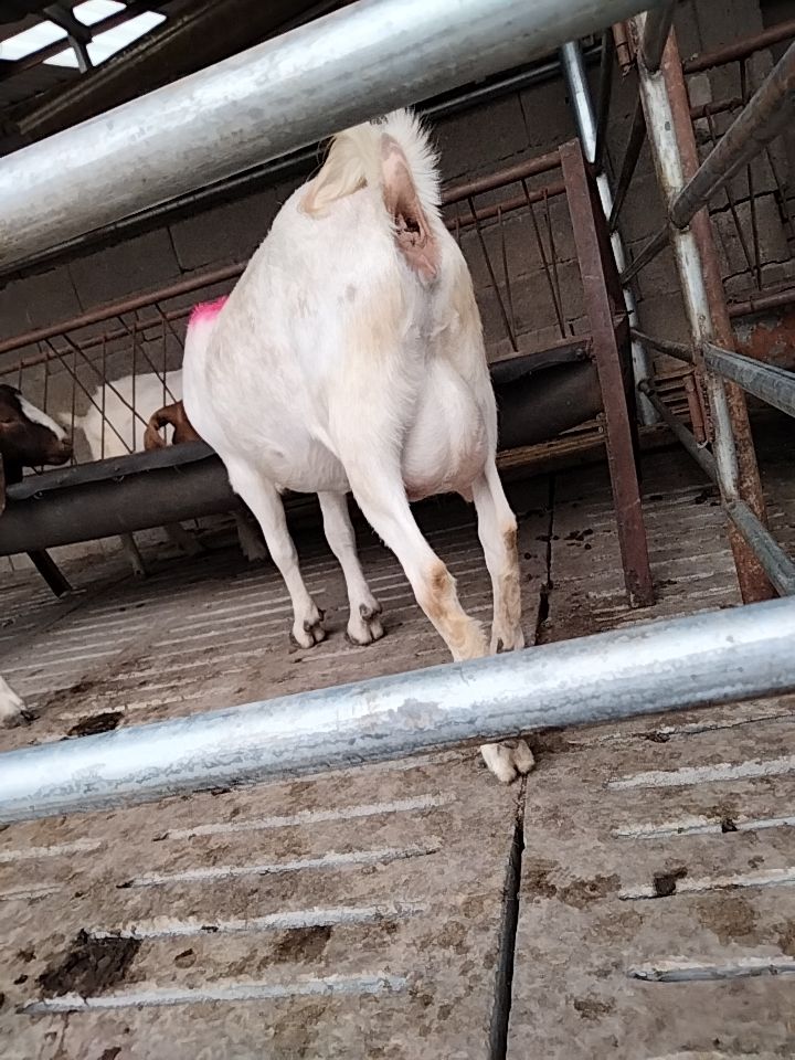 波尔山羊 大波尔