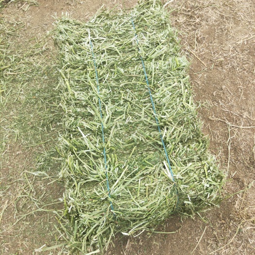 汶上县苜蓿草  2021年头茬苜蓿，质量高，品质好