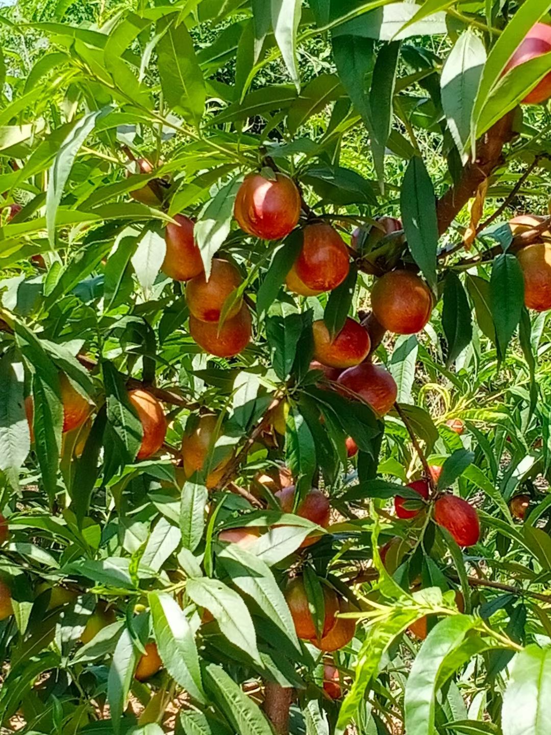 黄油桃  油桃即将上市具体情况详谈！！！