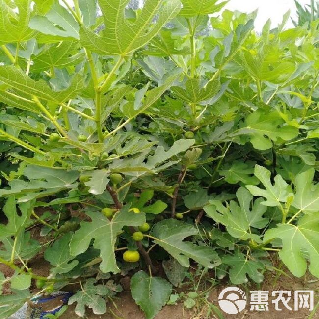 波姬红无花果苗 无花果树苗波姬红特大果树苗盆栽地栽阳台四季当