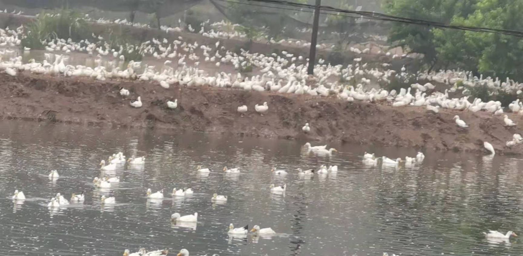 肉鸭苗  一点花出壳苗。防疫做好