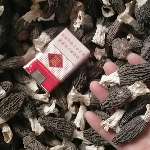 曲周县羊肚菌干货