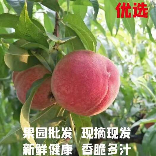 简阳市及早熟春瑞桃脆甜爽口蜜桃，精品纸箱包装，商超、门店均可售卖