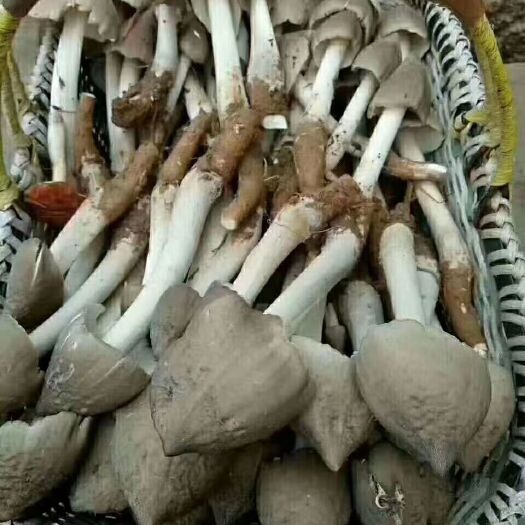 广州野生新鲜荔枝菌荔枝菇火把菌磨菇五月菇鸡枞菌肉爽清甜美味包邮