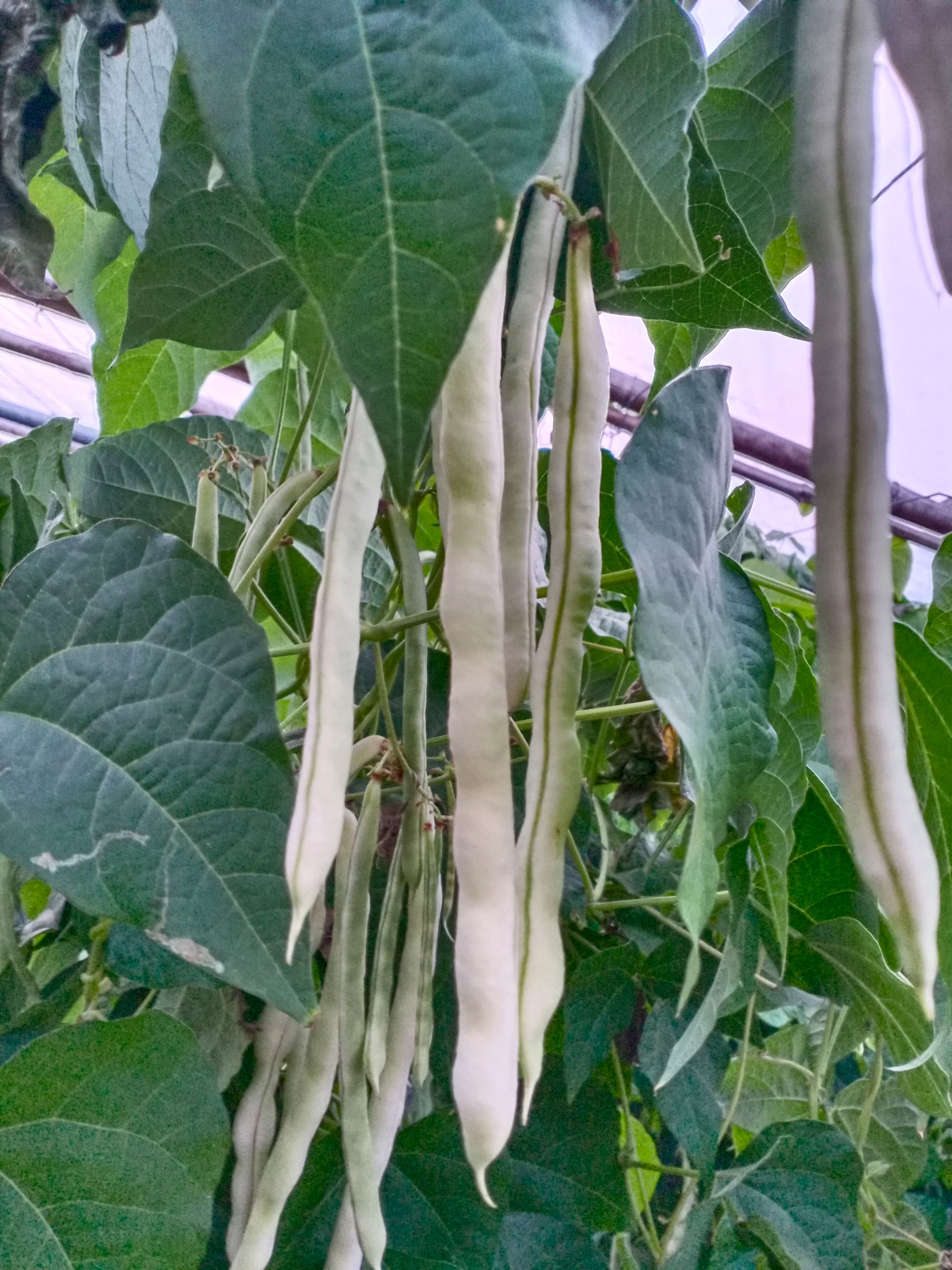 九粒白芸豆 九粒白,老来少,无丝豆大量上货中日供货十万斤以上.