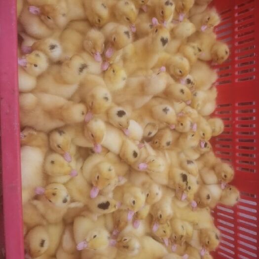 南宁 一点半番鸭苗