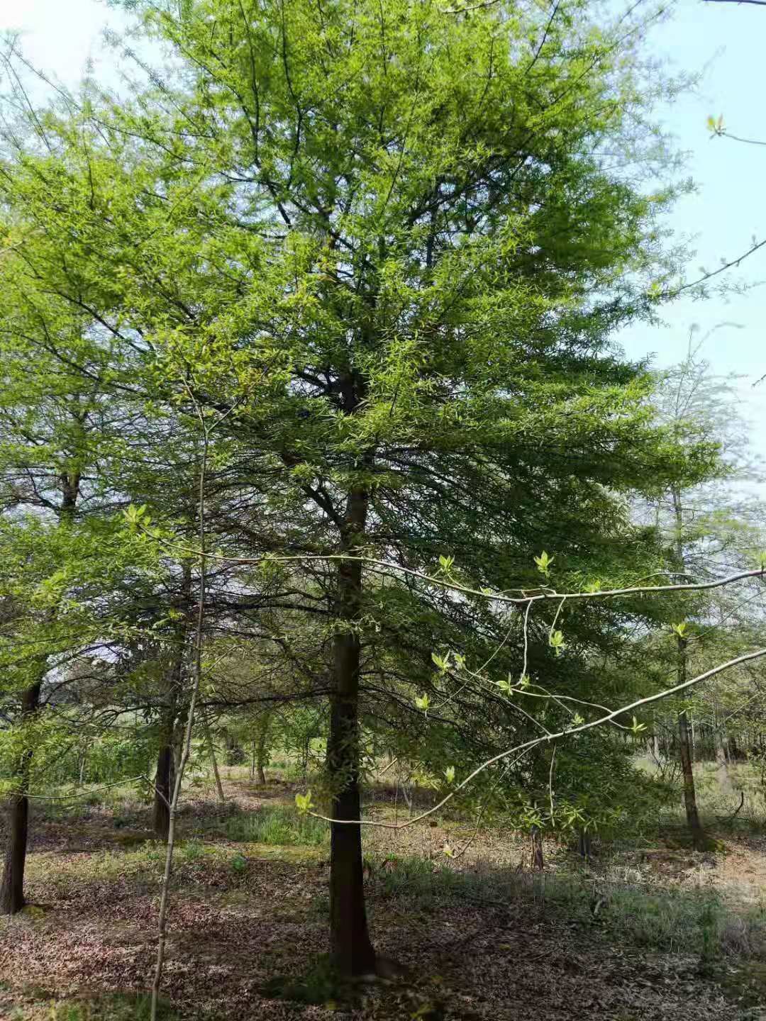 郎溪县北美红栎  16公分的柳叶栎 北美柳栎