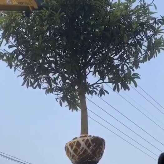 盐城枇杷树苗  枇杷树