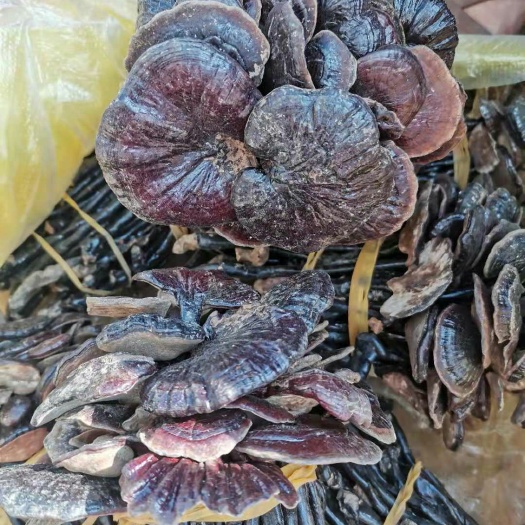 金平县黑灵芝  灵芝