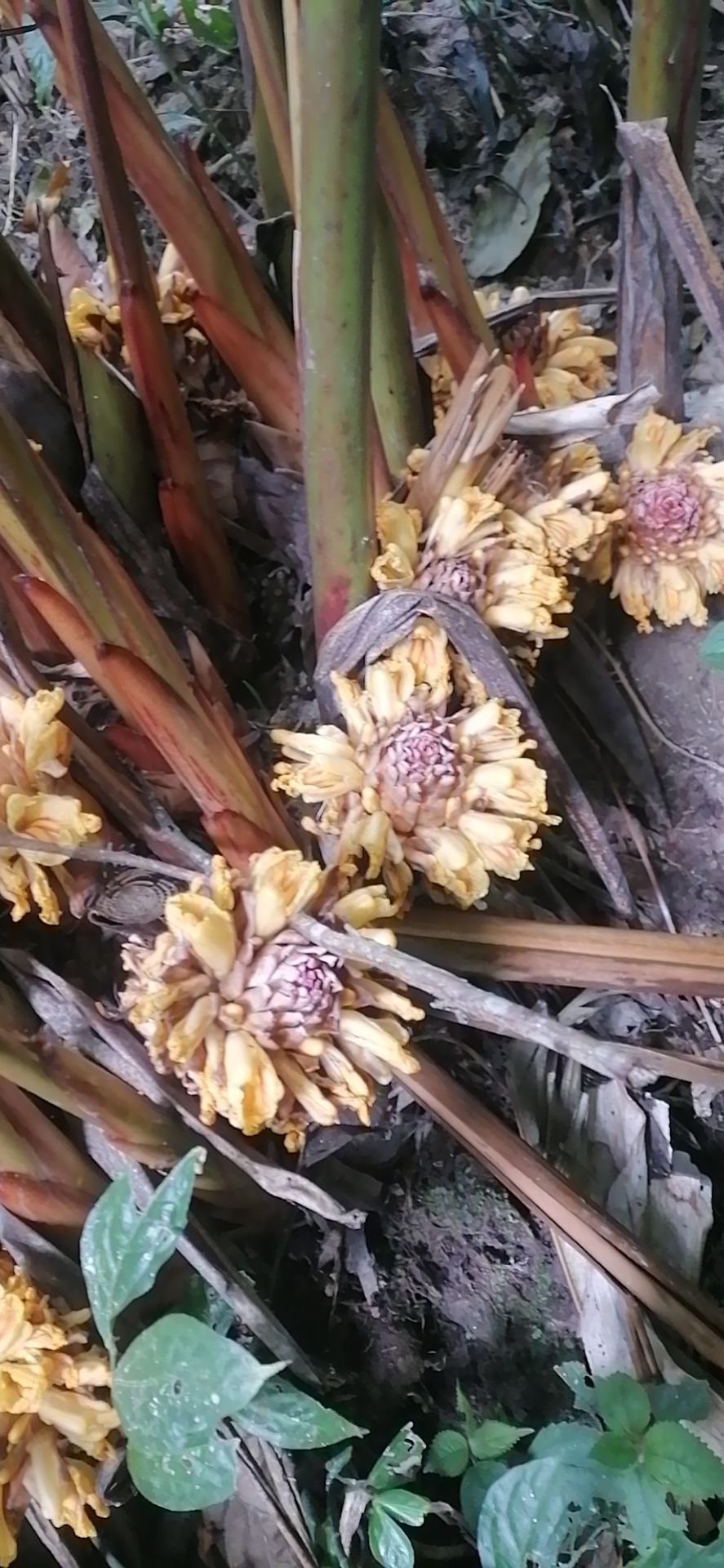 草果苗 独本苗 0.5米以下