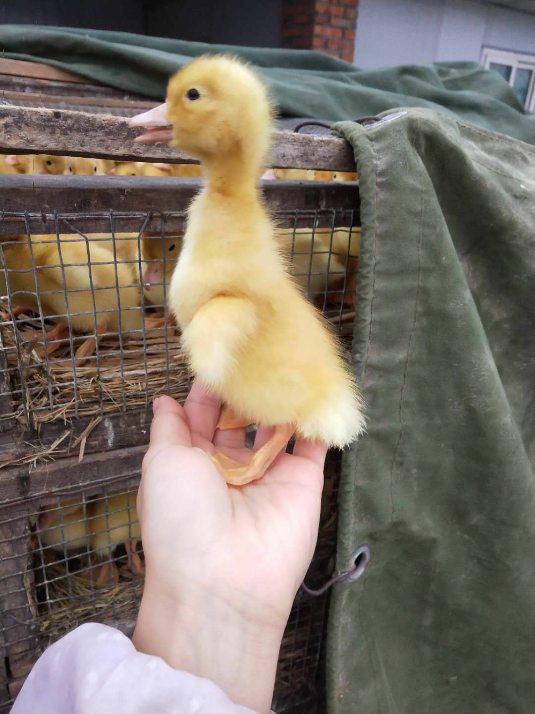 肉鸭苗  一点花出壳苗。防疫做好