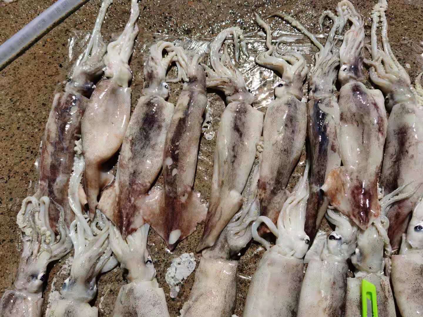  俄罗斯鱿鱼