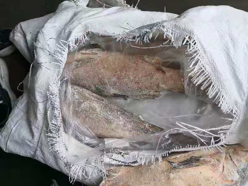 印尼马友鱼大量批发，适合加工饭堂用。