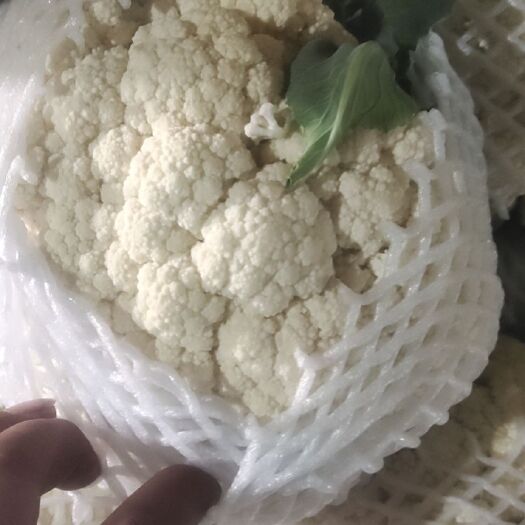 花菜 适中 河北省邯郸市丛台区 2~3斤