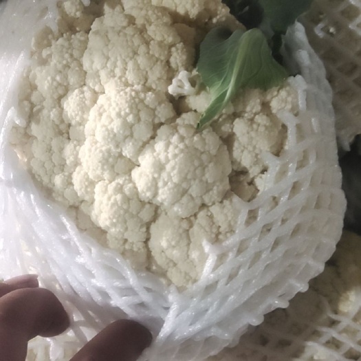邯郸花菜 适中 河北省邯郸市丛台区 2~3斤