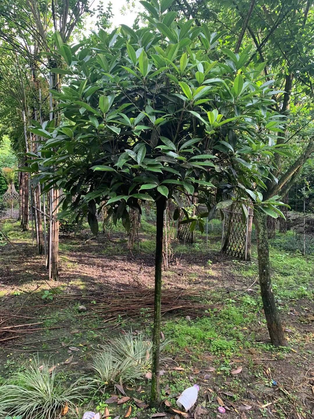 黄金桂花树 桂花