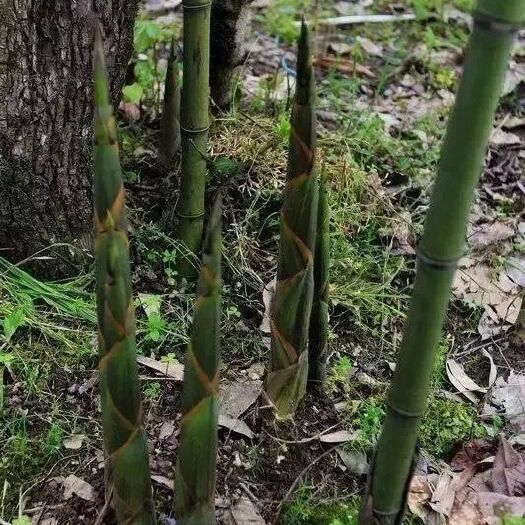 宣汉县 春笋