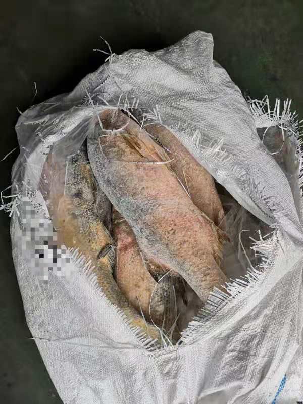 印尼马友鱼大量批发，适合加工饭堂用。
