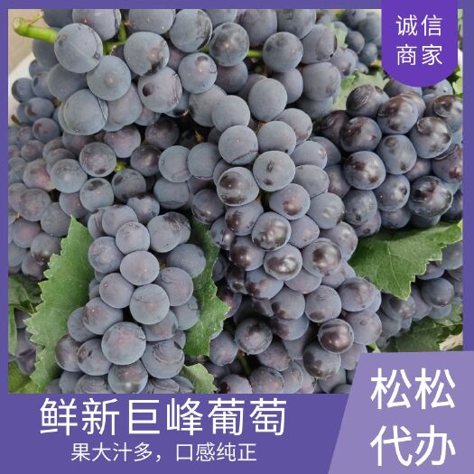 峨眉山市巨峰葡萄 果实大 表皮颜色深 易剥皮 口感好