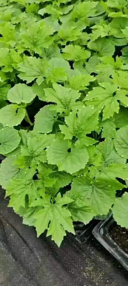 苦瓜苗  广西育苗基地，嫁接苗苦瓜产地直供，品质保证，质量从